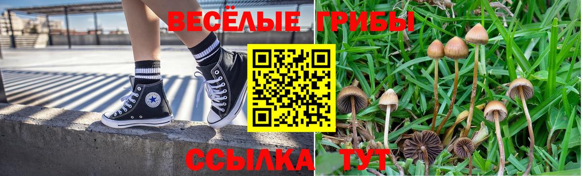 Псилоцибиновые грибы Cubensis Камышин
