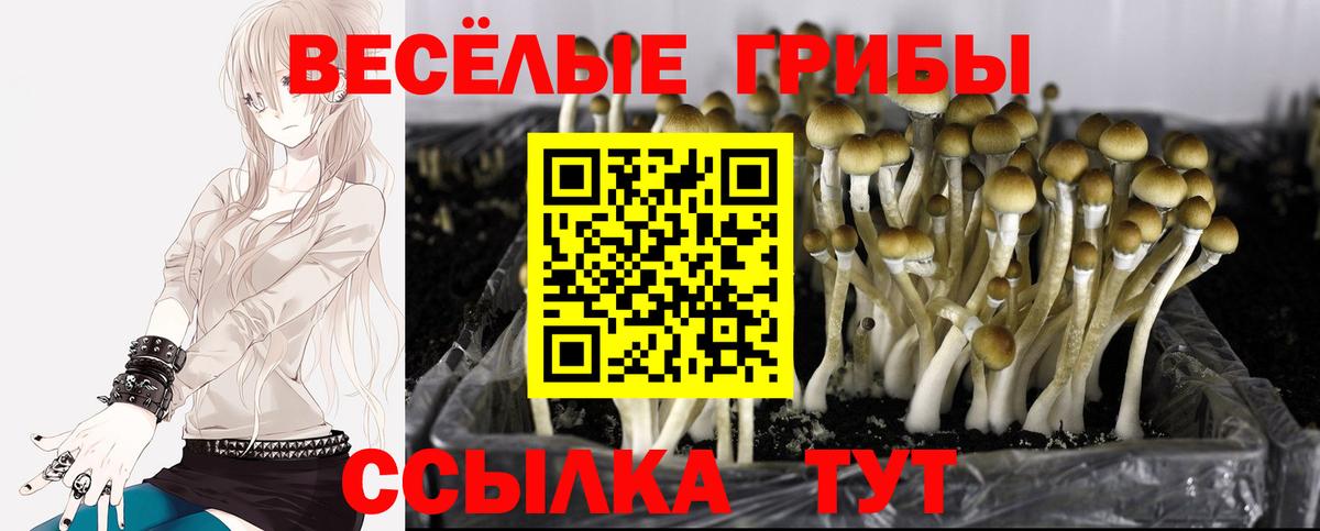 Камышин  Галлюциногенные грибы Cubensis  Вход с VPN 
